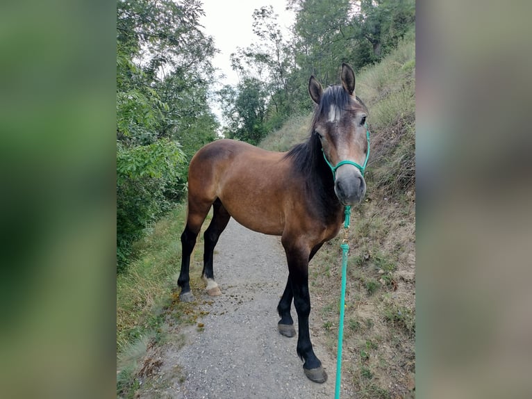 Franches-Montagnes Hongre 3 Ans 155 cm Peut devenir gris in Bitsch