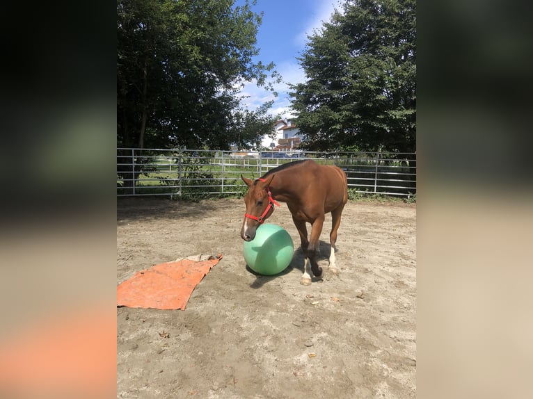 Franches-Montagnes Hongre 3 Ans 156 cm Bai in R&#xFC;mmingen
