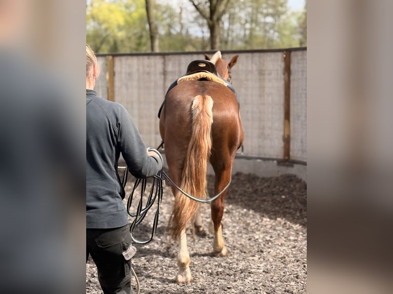 Franches-Montagnes Hongre 3 Ans 157 cm Alezan brûlé in Paderborn