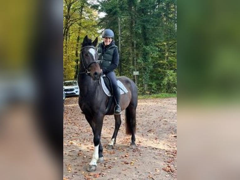 Franches-Montagnes Hongre 3 Ans 157 cm Bai brun in Rümmingen