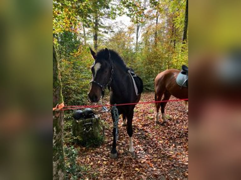 Franches-Montagnes Hongre 3 Ans 157 cm Bai brun in Rümmingen