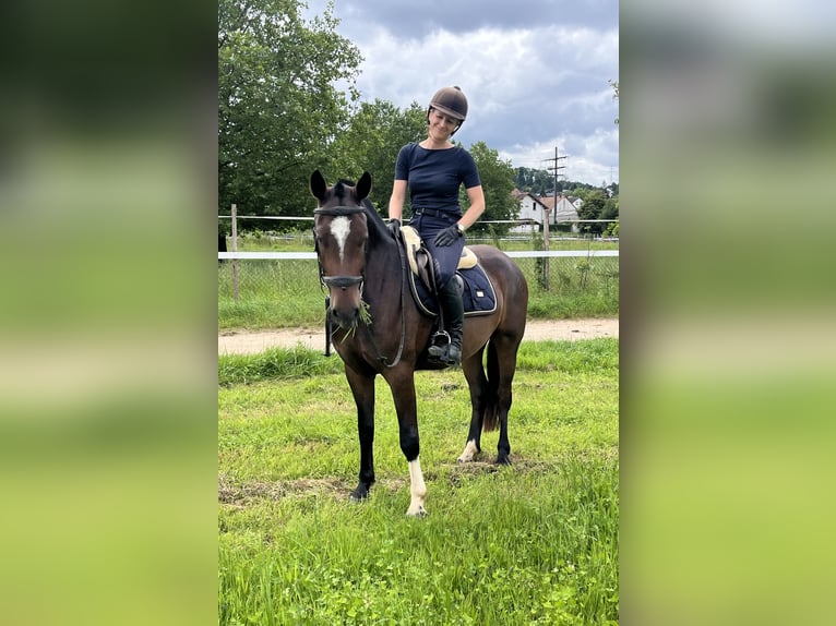 Franches-Montagnes Hongre 3 Ans 157 cm Bai brun in Rümmingen