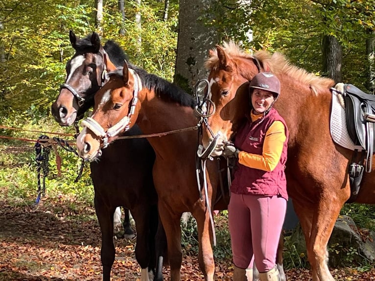 Franches-Montagnes Hongre 3 Ans 157 cm Bai brun in Rümmingen