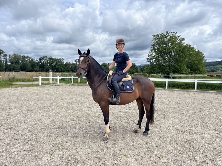 Franches-Montagnes Hongre 3 Ans 157 cm Bai brun in Rümmingen