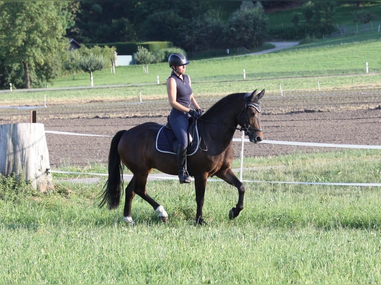 Franches-Montagnes Hongre 3 Ans 157 cm Bai in Fällanden