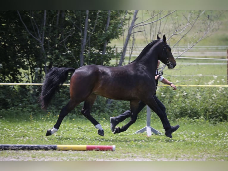 Franches-Montagnes Hongre 3 Ans 157 cm Bai in Fällanden