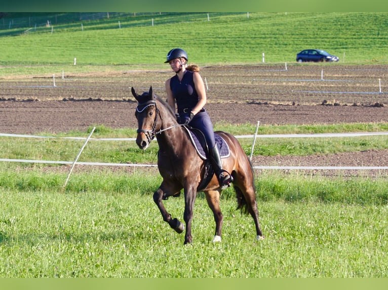 Franches-Montagnes Hongre 3 Ans 157 cm Bai in Fällanden