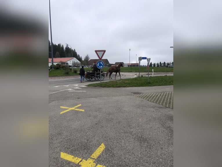 Franches-Montagnes Hongre 3 Ans 158 cm Bai in Rümmingen
