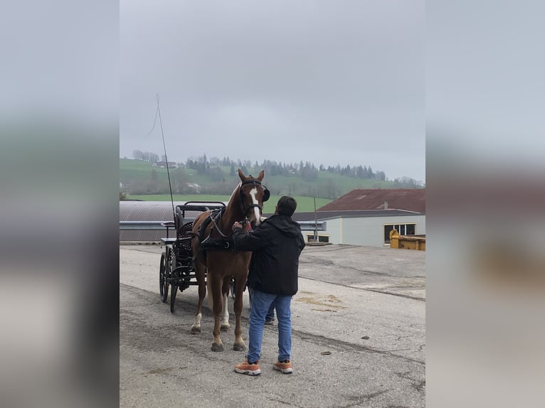 Franches-Montagnes Hongre 3 Ans 158 cm Bai in Rümmingen