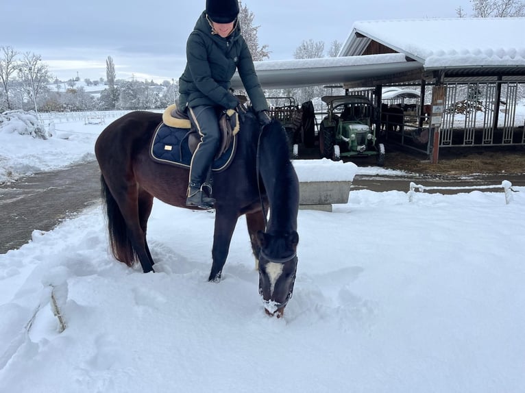 Franches-Montagnes Hongre 3 Ans 158 cm Bai brun in Rümmingen