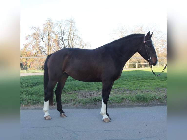 Franches-Montagnes Hongre 3 Ans 158 cm Bai brun in Schönholzerswilen