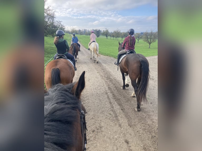 Franches-Montagnes Hongre 3 Ans 158 cm Bai brun in Schönholzerswilen