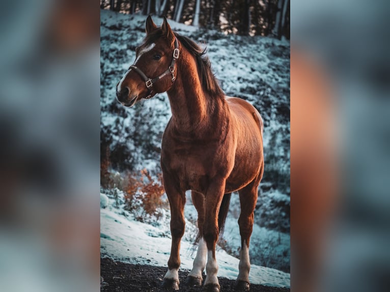 Franches-Montagnes Hongre 3 Ans 158 cm Bai in Nettersheim