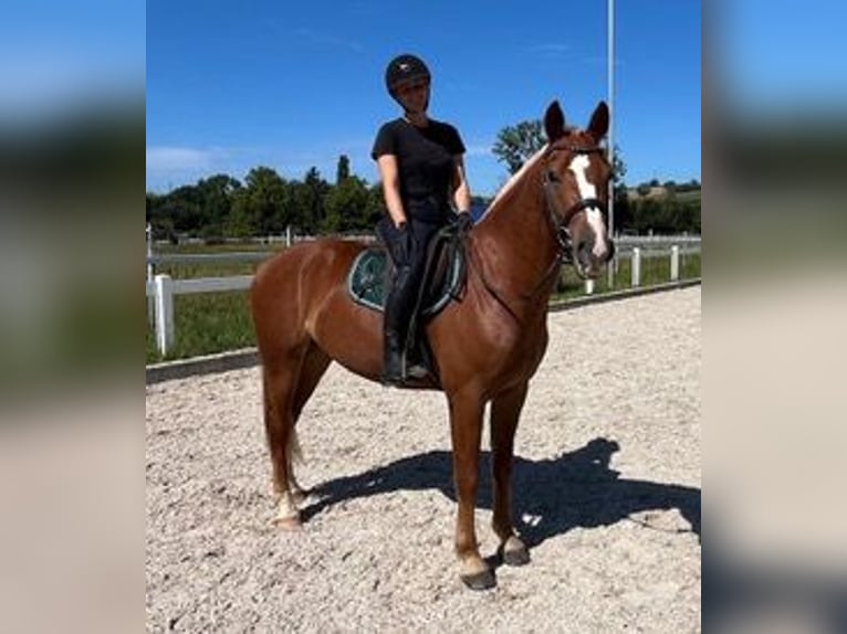 Franches-Montagnes Hongre 3 Ans 159 cm Alezan in R&#xFC;mmingen
