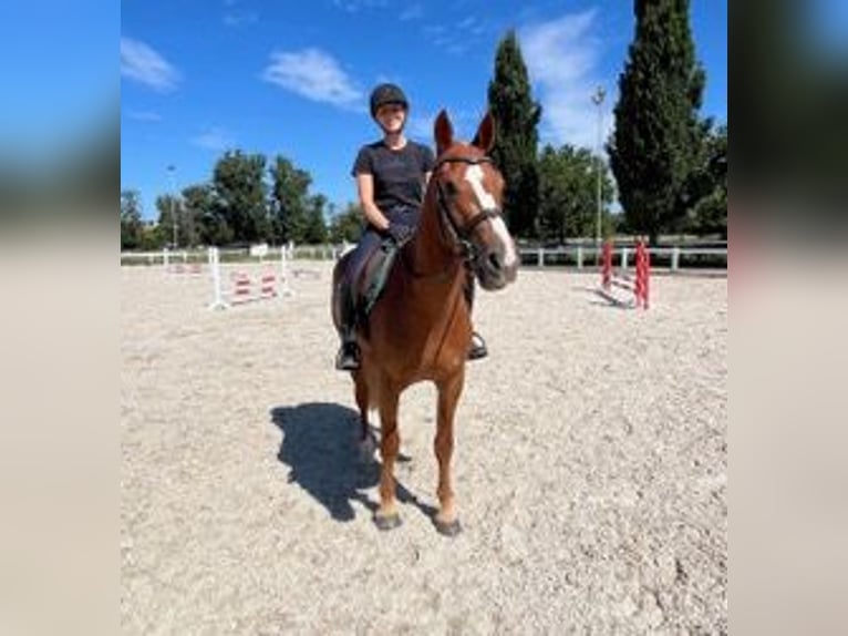 Franches-Montagnes Hongre 3 Ans 159 cm Alezan in R&#xFC;mmingen