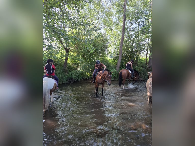 Franches-Montagnes Hongre 3 Ans 159 cm Bai brun in R&#xFC;mmingen