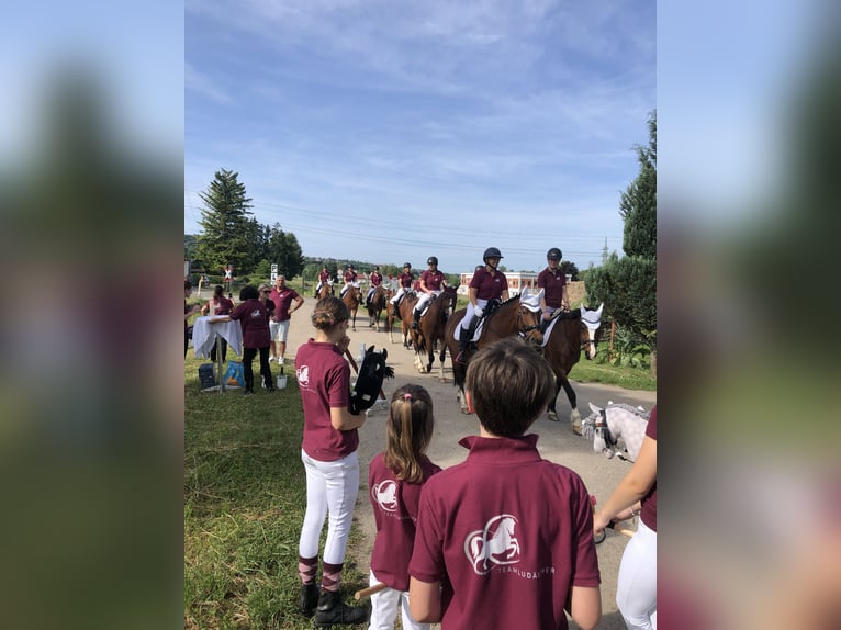 Franches-Montagnes Hongre 3 Ans 159 cm Bai brun in R&#xFC;mmingen
