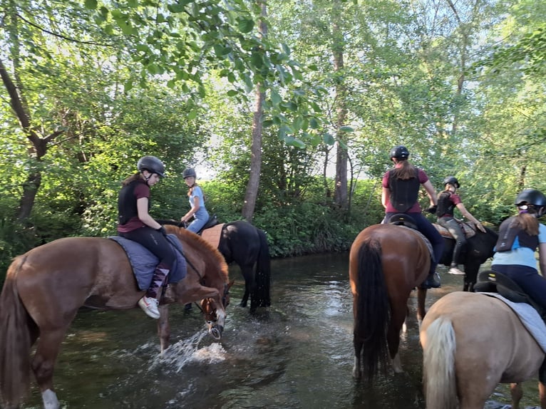 Franches-Montagnes Hongre 3 Ans 159 cm Bai brun in R&#xFC;mmingen