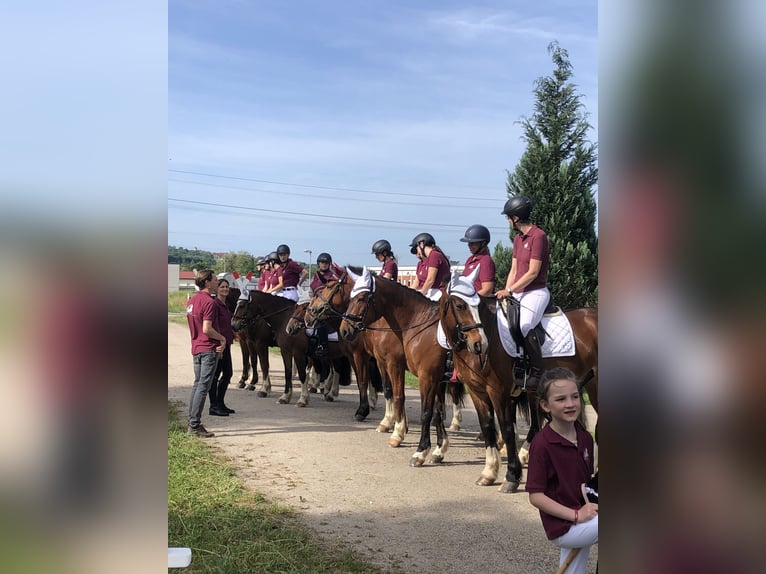 Franches-Montagnes Hongre 3 Ans 159 cm Bai brun in R&#xFC;mmingen