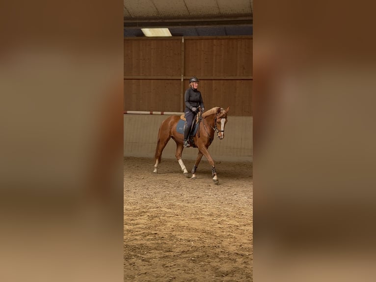 Franches-Montagnes Hongre 3 Ans 160 cm Alezan brûlé in Paderborn