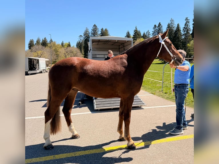 Franches-Montagnes Hongre 3 Ans 160 cm Alezan brûlé in Pedrinate