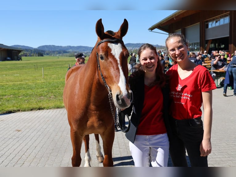 Franches-Montagnes Hongre 3 Ans 160 cm Bai in Arnegg