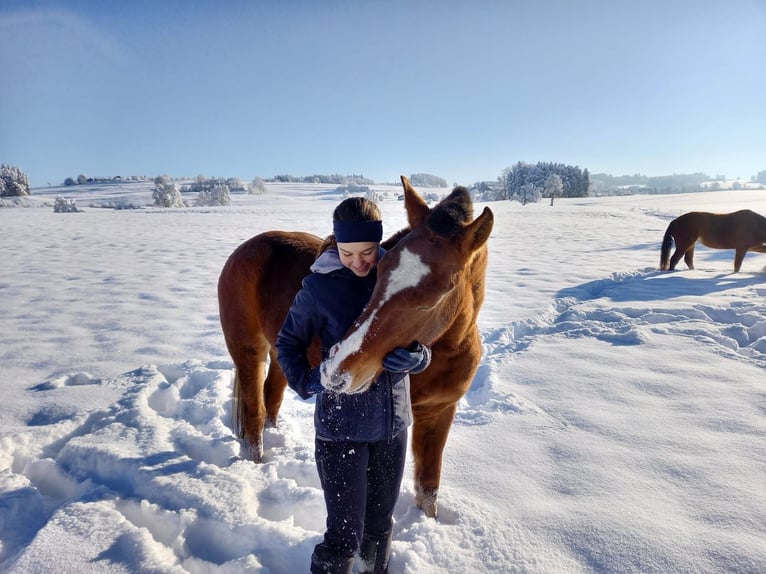 Franches-Montagnes Hongre 3 Ans 160 cm Bai in Arnegg