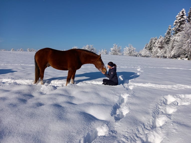 Franches-Montagnes Hongre 3 Ans 160 cm Bai in Arnegg