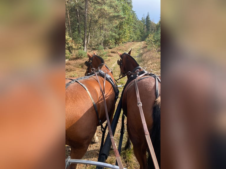 Franches-Montagnes Hongre 3 Ans 160 cm Bai in Emlichheim