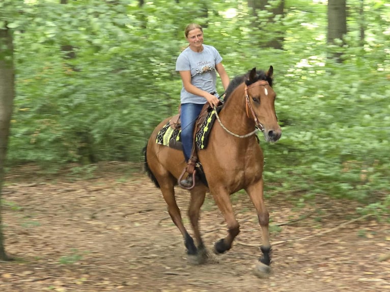 Franches-Montagnes Hongre 3 Ans 160 cm Bai in Linkenbach
