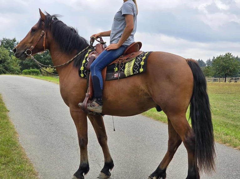 Franches-Montagnes Hongre 3 Ans 160 cm Bai in Linkenbach