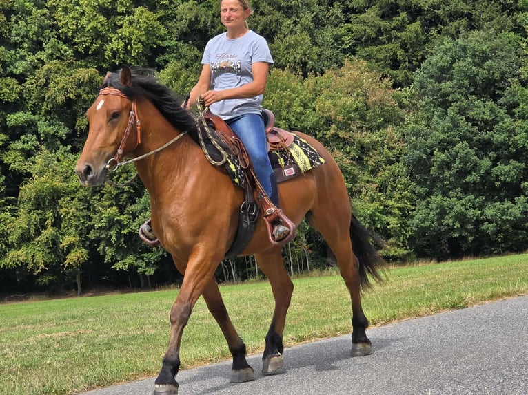Franches-Montagnes Hongre 3 Ans 160 cm Bai in Linkenbach