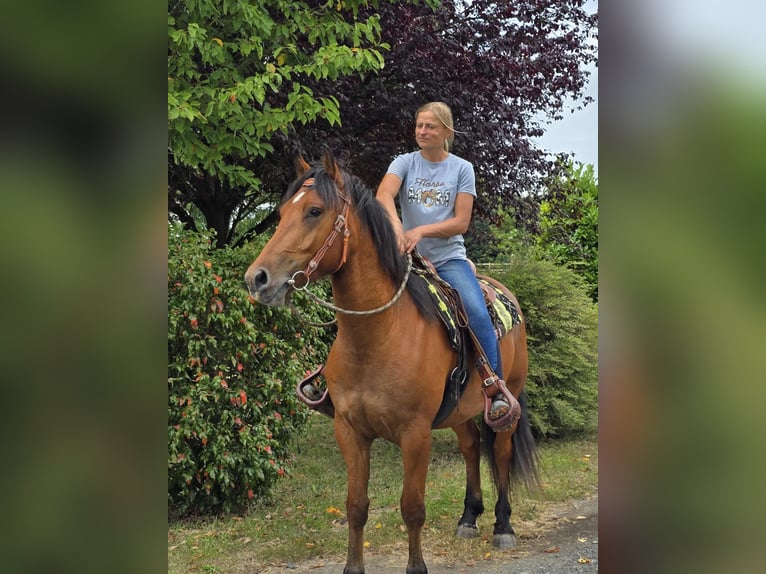Franches-Montagnes Hongre 3 Ans 160 cm Bai in Linkenbach