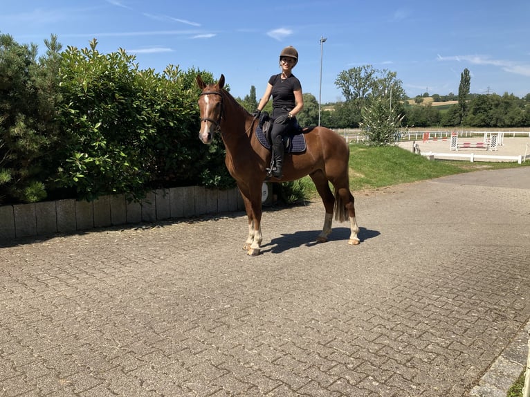 Franches-Montagnes Hongre 3 Ans 162 cm Alezan brûlé in Rümmingen