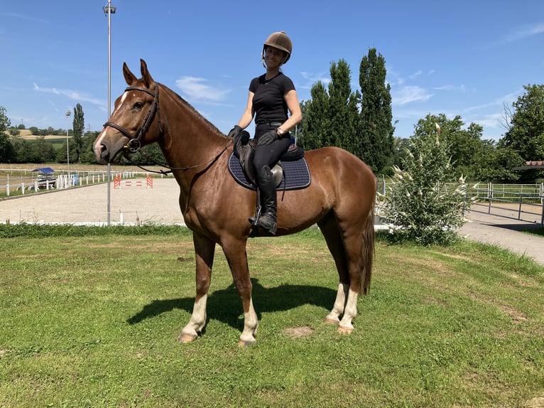 Franches-Montagnes Hongre 3 Ans 162 cm Alezan brûlé in Rümmingen