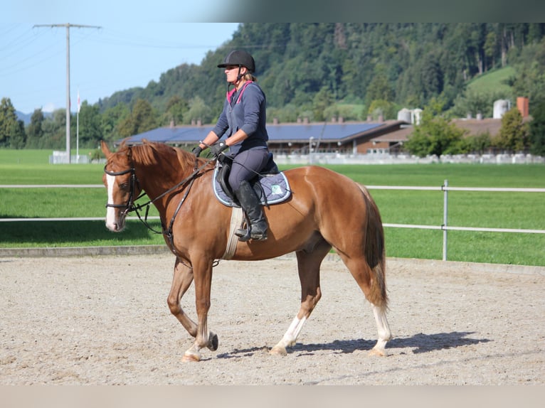 Franches-Montagnes Hongre 3 Ans 162 cm Alezan in Niederb&#xFC;ren