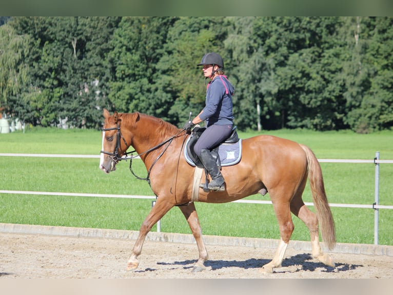 Franches-Montagnes Hongre 3 Ans 162 cm Alezan in Niederb&#xFC;ren