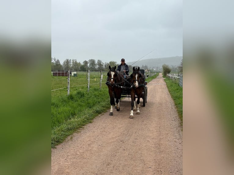 Franches-Montagnes Hongre 3 Ans 162 cm Bai brun in R&#xFC;mmingen