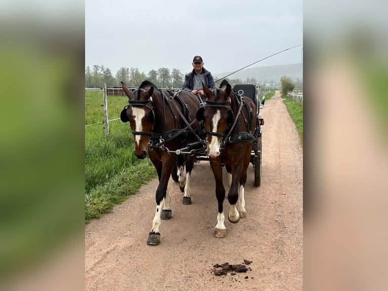 Franches-Montagnes Hongre 3 Ans 162 cm Bai brun in R&#xFC;mmingen