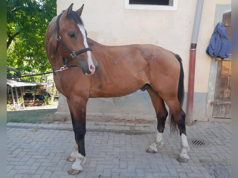 Franches-Montagnes Hongre 3 Ans 163 cm Bai in Niederneisen