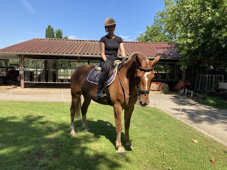 Franches-Montagnes Hongre 3 Ans 164 cm Alezan in Rümmingen