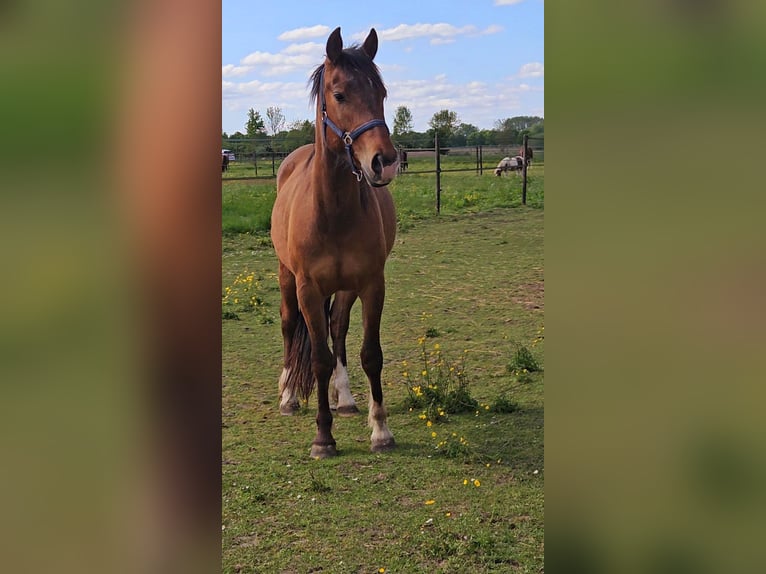 Franches-Montagnes Hongre 3 Ans 165 cm Bai in Olst
