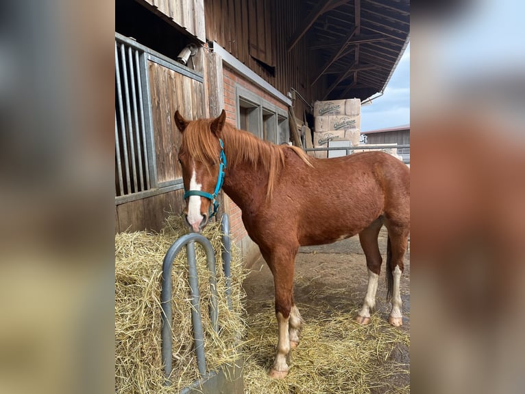 Franches-Montagnes Hongre 3 Ans 170 cm Alezan in Neukirch (Egnach)