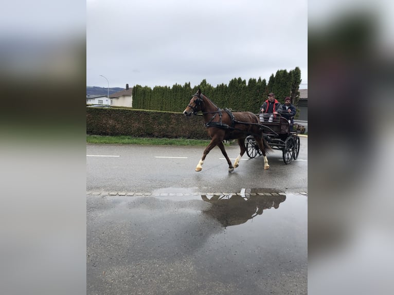 Franches-Montagnes Hongre 4 Ans 151 cm Bai in Rümmingen