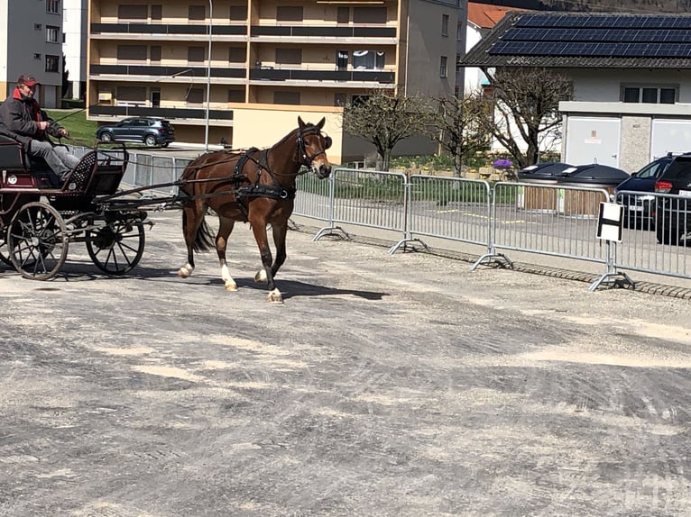 Franches-Montagnes Hongre 4 Ans 151 cm Bai in Rümmingen