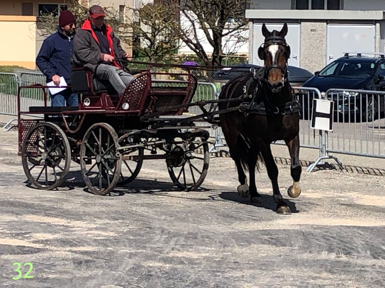 Franches-Montagnes Hongre 4 Ans 151 cm Bai in Rümmingen