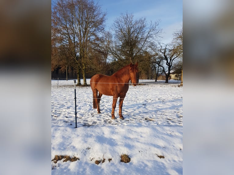 Franches-Montagnes Hongre 4 Ans 153 cm Alezan in Unterreit