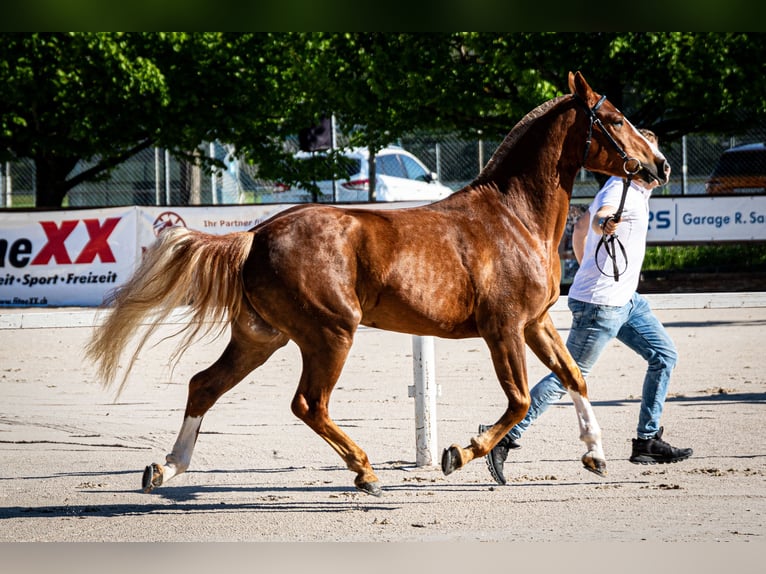 Franches-Montagnes Hongre 4 Ans 153 cm Alezan in Balsthal