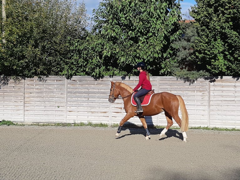 Franches-Montagnes Hongre 4 Ans 153 cm Alezan in Ménières