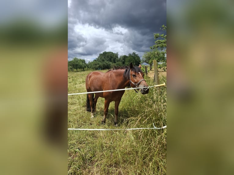 Franches-Montagnes Hongre 4 Ans 155 cm Bai in Ditzingen